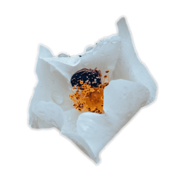 Sleeping beetle in rose flower isolated PNG photo with transparent background.