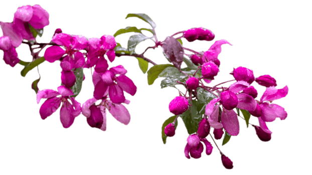 Close up apple pink flower with rain drops concept photo. Photography with blurred background. png