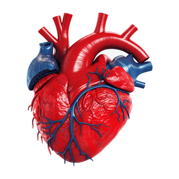 Anatomical Model of the Cardiovascular System generative with AI png