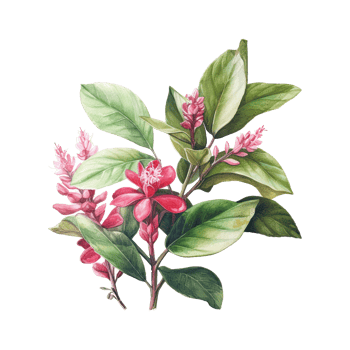 Watercolor botanical illustration on transparent background. png