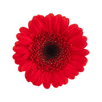 Red gerbera flower isolated on a transparent png background. Stock photo