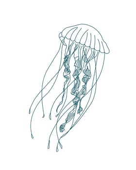 Illustration, contour jellyfish on a white background. Print, sketch, vector