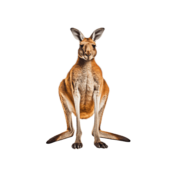 Kangaroo isolated on transparent background, created with png