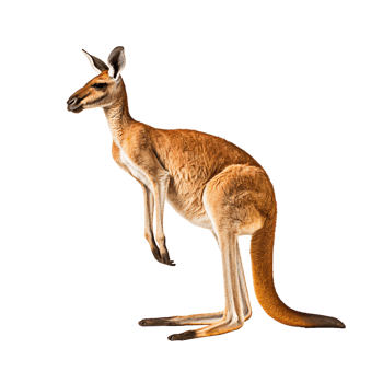 Kangaroo isolated on transparent background, created with png