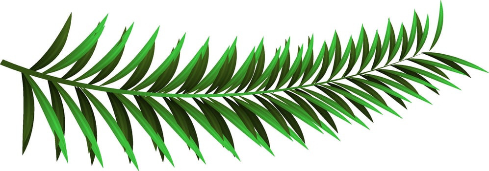 Realistic pine leaves on white background. vector