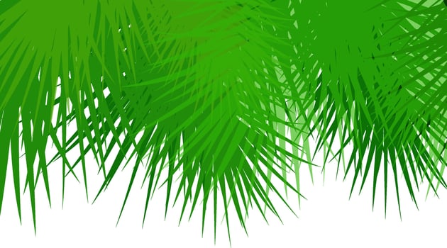 Illustration of green fir tree branches. vector