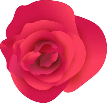 Realistic red rose flower on white background. vector