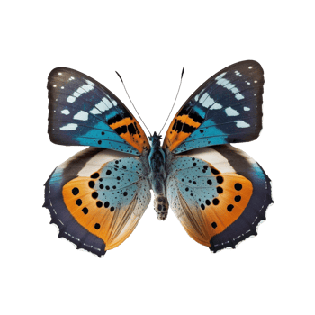 Flat lay view of the blue and orange butterfly on transparent background, created with png
