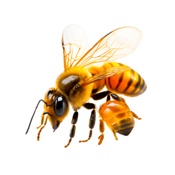 Western honey bee Insect Keeping Bees Bumblebee, bee transparent background png