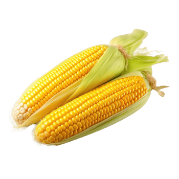 Fresh yellow corn isolated. Illustration png
