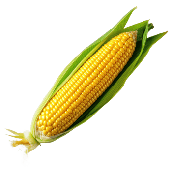 Fresh yellow corn isolated. Illustration png