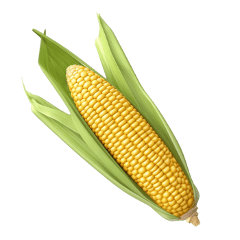 Fresh yellow corn isolated. Illustration png