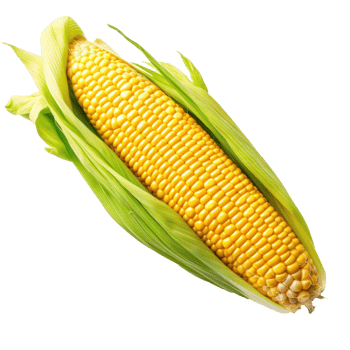 Fresh yellow corn isolated. Illustration png