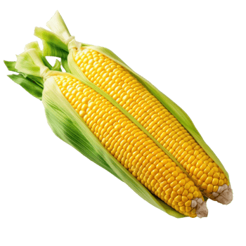 Fresh yellow corn isolated. Illustration png