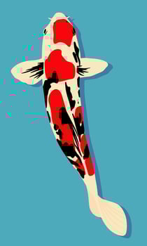 Koi fish. Vector illustration in flat style