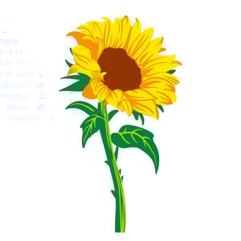 Colored flat vector illustration of  sunflower. For cosmetic package design, medicinal herb, treating, half care, prints. Design element  for fabric, textile, clothing, wrapping paper, wallpaper