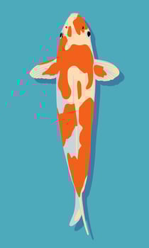 Koi fish. Vector illustration in flat style