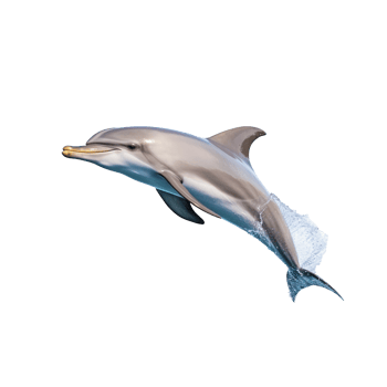 Dolphin isolated on background with png