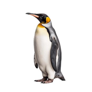 penguin isolated on background with png