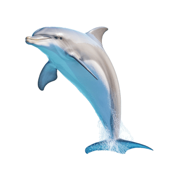 Dolphin isolated on background with png
