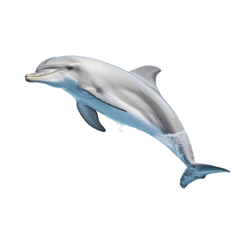 Dolphin isolated on background with png