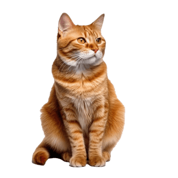 cat isolated on background with png