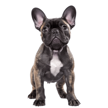 french bulldog isolated on background with png