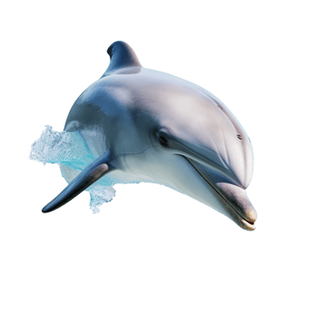 Dolphin isolated on background with png