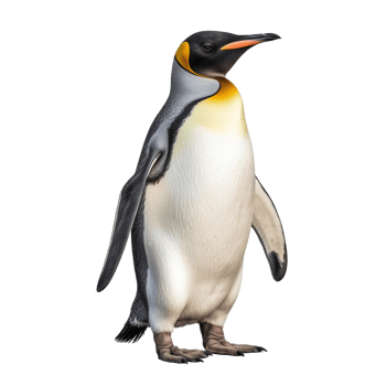 penguin isolated on background with png