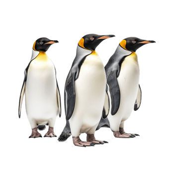 penguin isolated on background with png