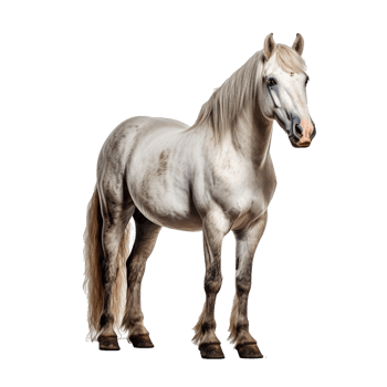 horse isolated on background with png