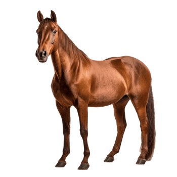 horse isolated on background with png