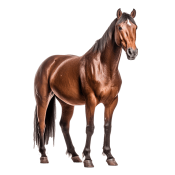 horse isolated on background with png
