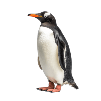 penguin isolated on background with png