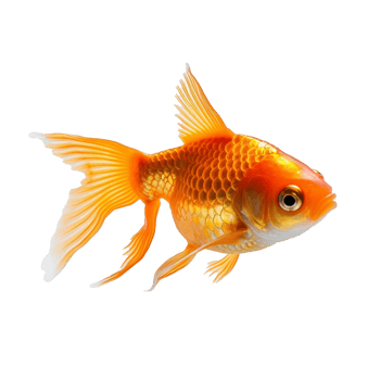 goldfish isolated on background with png