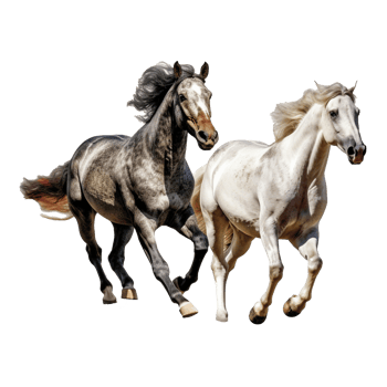 running horse isolated on background with png