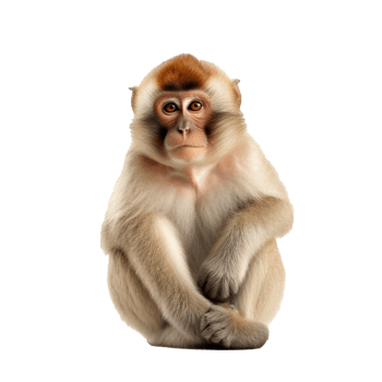 monkey isolated on background with png