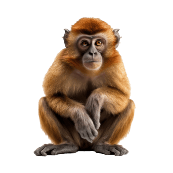 monkey isolated on background with png