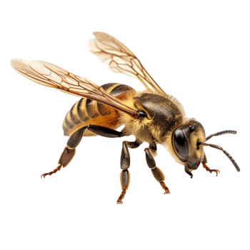 bee isolated on background with png