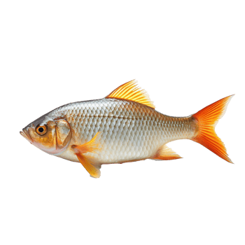 Tropical Fish isolated on background with png