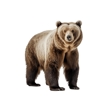 bear isolated on background with png