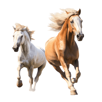 running horse isolated on background with png