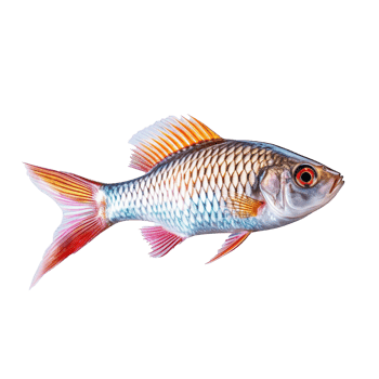 Tropical Fish isolated on background with png