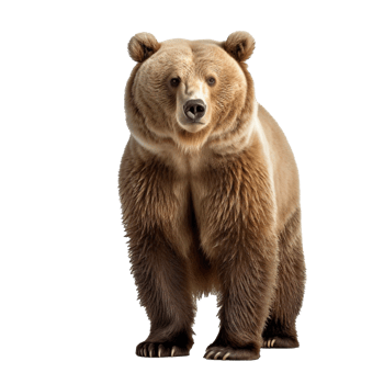 bear isolated on background with png