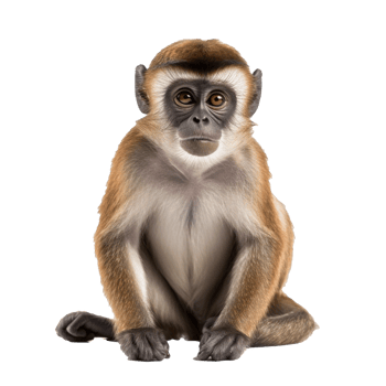 monkey isolated on background with png