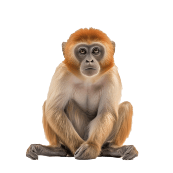 monkey isolated on background with png