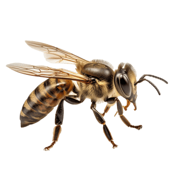 bee isolated on background with png