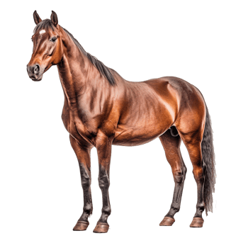 horse isolated on background with png