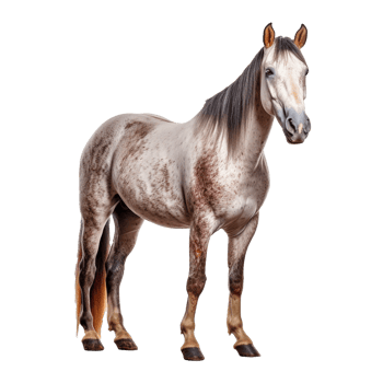 horse isolated on background with png