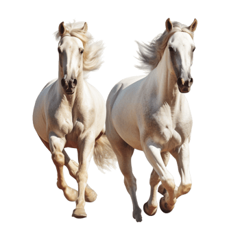 running horse isolated on background with png